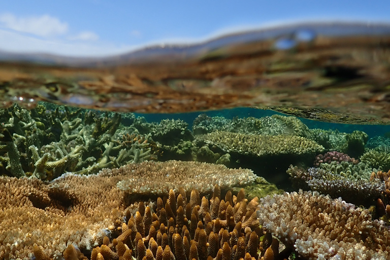 Port Douglas: rejs z nurkowaniem po Wielkiej Rafie KoralowejPort Douglas: rejs z rurką po zewnętrznej rafie koralowej