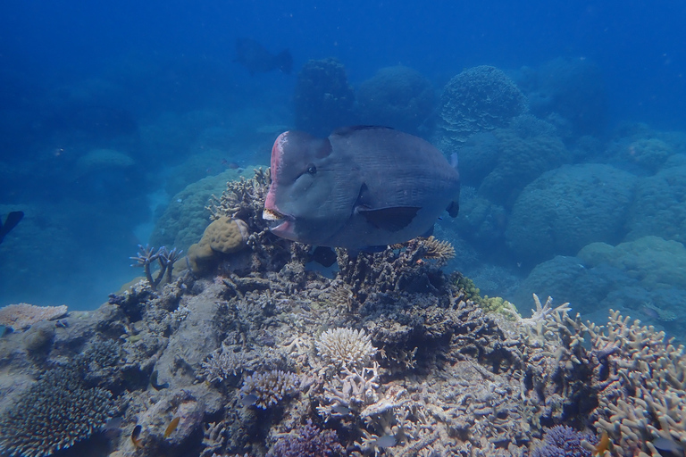 Port Douglas: Snorklingskryssning i Stora barriärrevets yttre delPort Douglas: Snorkelkryssning i yttre Stora Barriärrevet