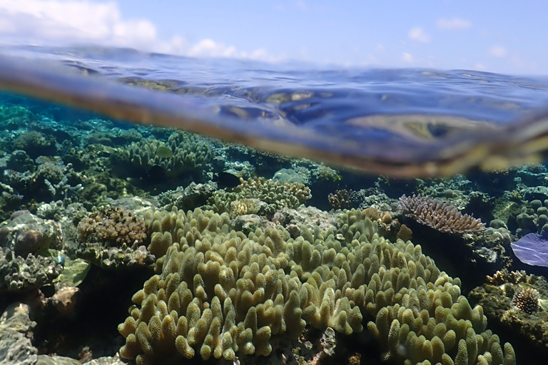 Port Douglas: rejs z nurkowaniem po Wielkiej Rafie KoralowejPort Douglas: rejs z rurką po zewnętrznej rafie koralowej