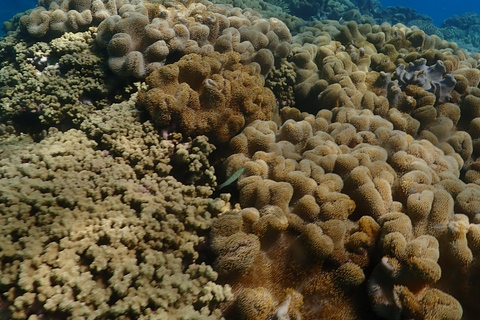 Port Douglas : Croisière de plongée en apnée sur la Grande Barrière de Corail extérieure