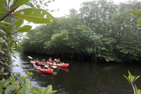 From Lembongan: Explore Mangrove with Kayak/Paddleboard/Boat Discover Mangrove Forest Tour by Paddle Board