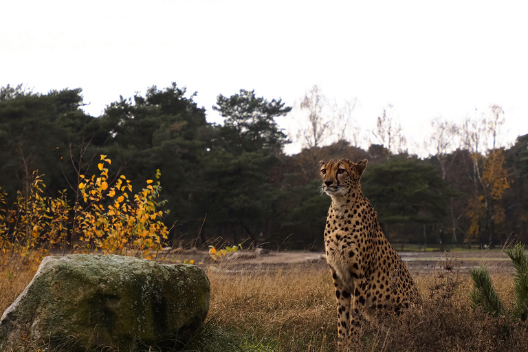 هيلفارينبيك: تذكرة دخول Safaripark Beekse Bergen