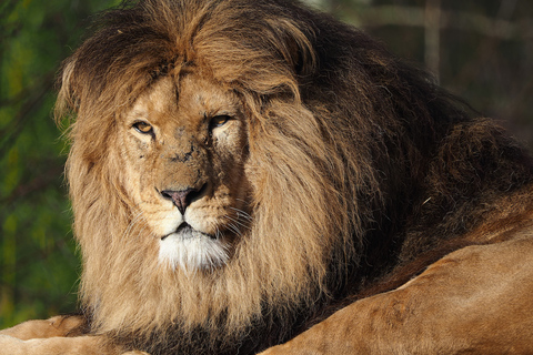 هيلفارينبيك: تذكرة دخول Safaripark Beekse Bergen