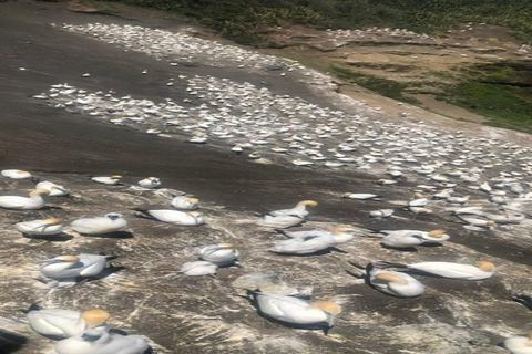 Tour privato della spiaggia di Muriwai e della colonia delle sule