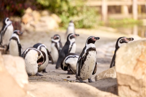 Eindhoven: Toegangsbewijs Dierenrijk Zoo