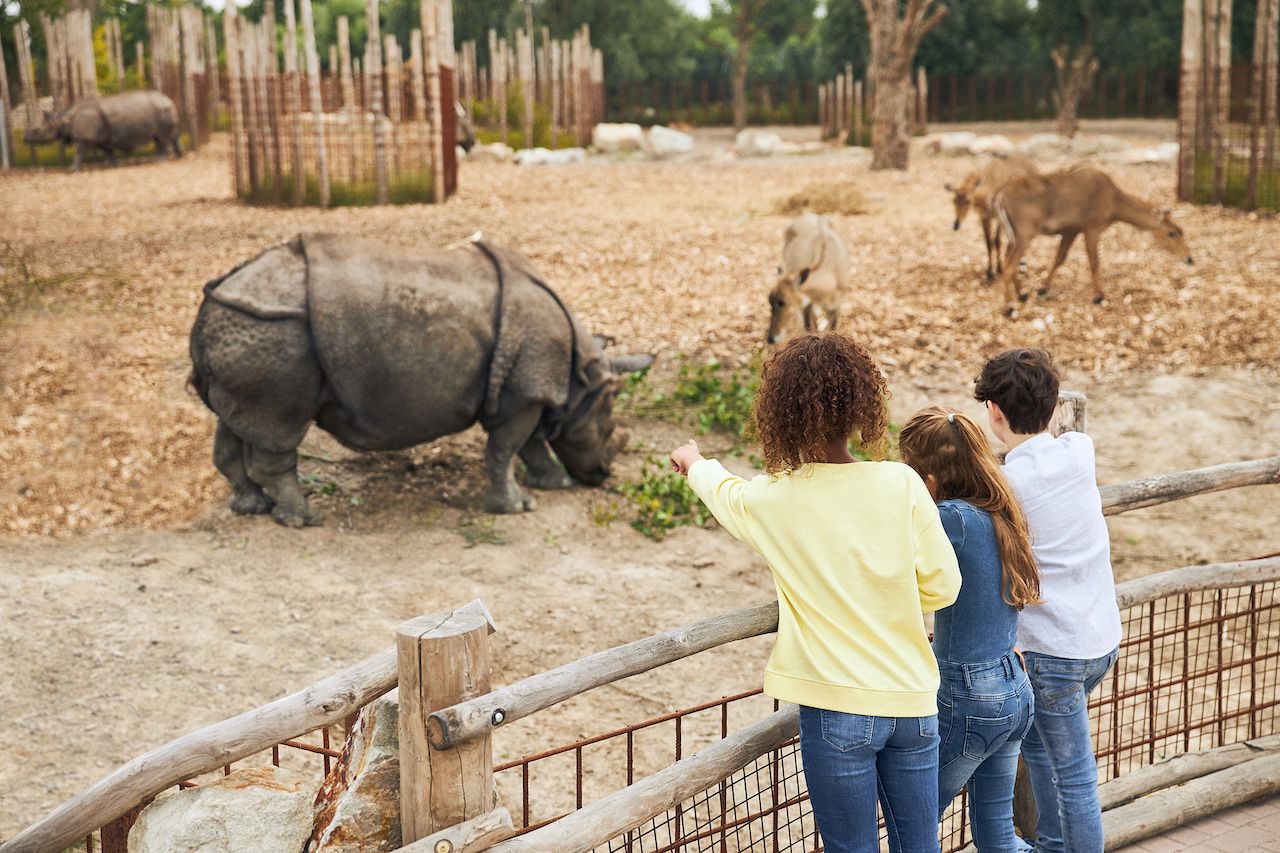 Ticket für den Eindhovener Zoo