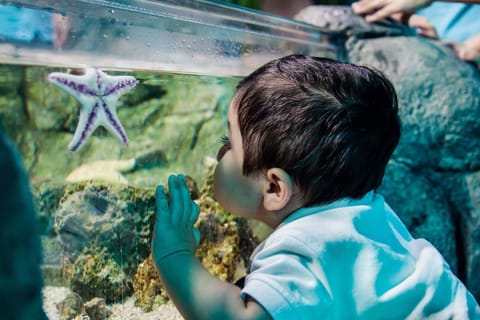 Bray: SEA LIFE