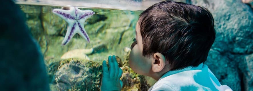 Bray: inngangsbillett til SEA LIFE Aquarium