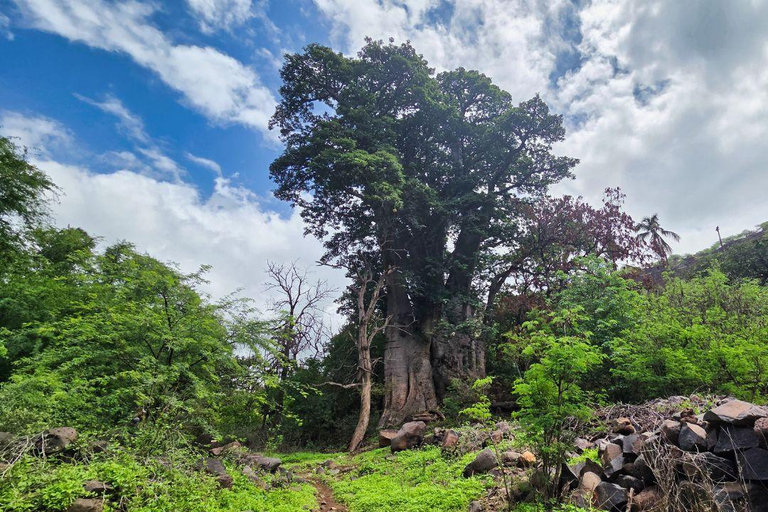 普拉亚：卡拉巴塞拉-老城区徒步之旅，咖啡休息和朗姆酒品尝海滩：卡拉巴塞拉步行-老城区，咖啡休息和朗姆酒品尝