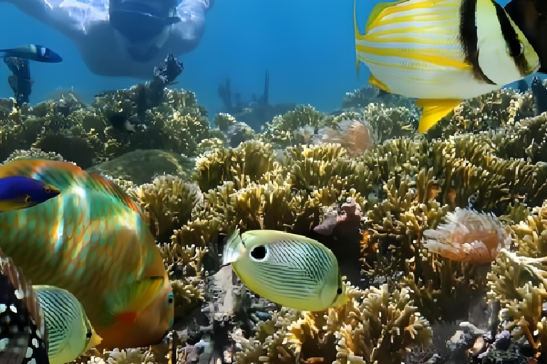 Beste snorkelavontuur op Bali met spannende activiteitenSnorkelen bij Blue Lagoon met Ubud Tour