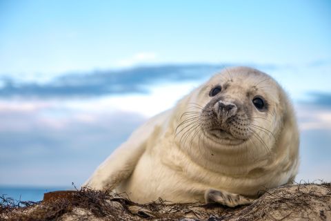 Newport: Seal Watching and Harbor Cruise