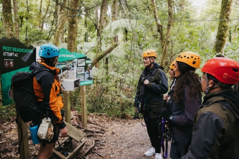Tour de tirolesa de 3 horas en el bosque de Rotorua