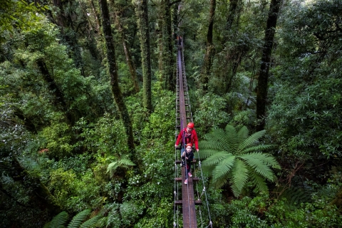 Rotorua Forest 3-uur durende Zipline Canopy Tour