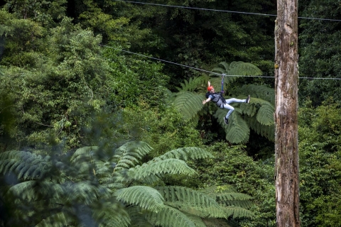 Rotorua Forest 3-godzinna wycieczka po linie z baldachimem