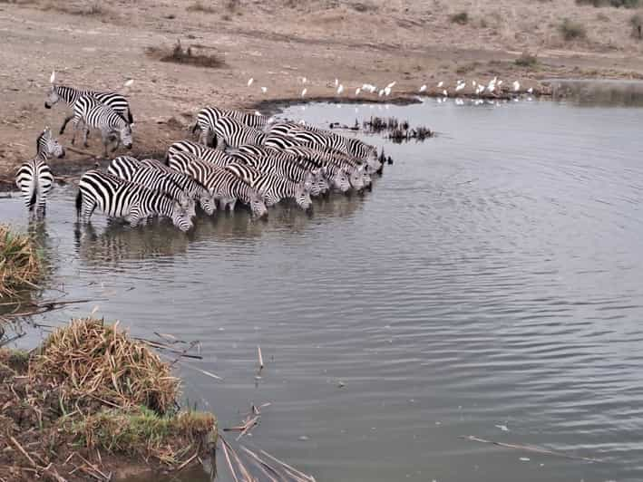 Parque Nacional de Nairobi Sunrise Game Drive | GetYourGuide