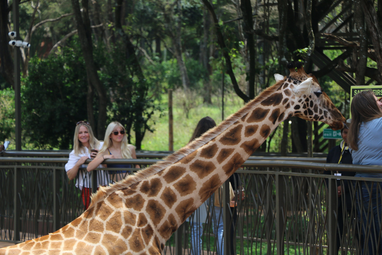 Tour Nairobi National Park Elephant Project Giraffe CentreNairobi National Park Elephant Project Giraffe Centre