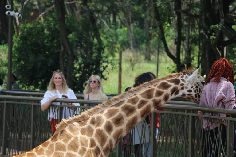 Tour Nairobi National Park Elephant Project Giraffe CentreNairobi National Park Elephant Project Giraffe Centre