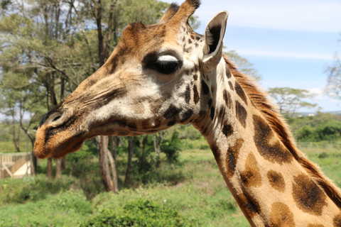 Tour Nairobi National Park Elephant Project Giraffe CentreNairobi National Park Elephant Project Giraffe Centre