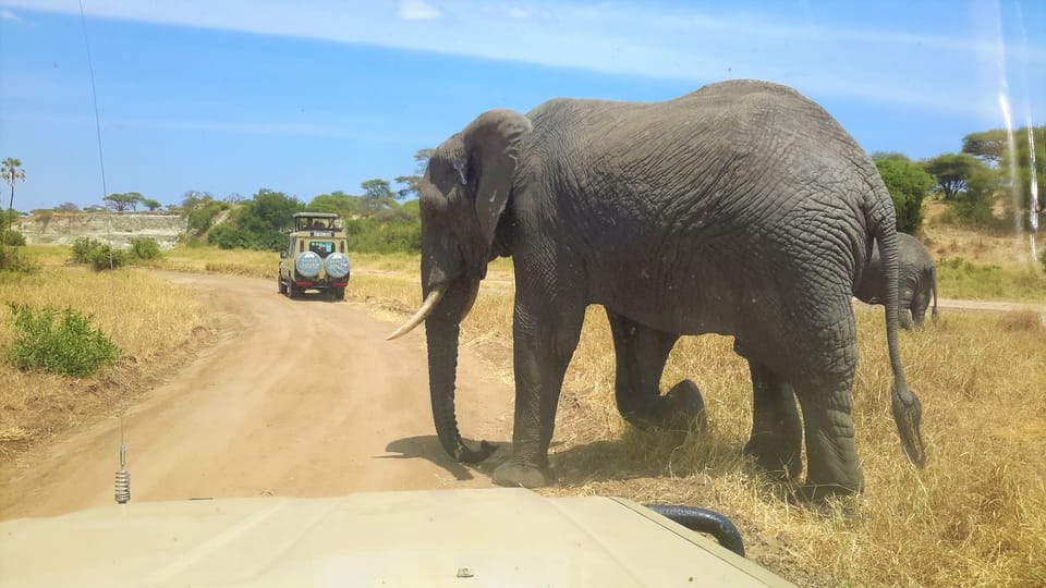 From Arusha Tarangire National Park Full Day Trip Getyourguide