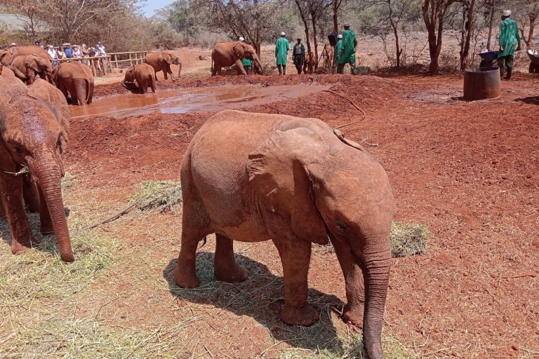 Nairobi: Safari de 4 días en el lago Mara y Nakuru