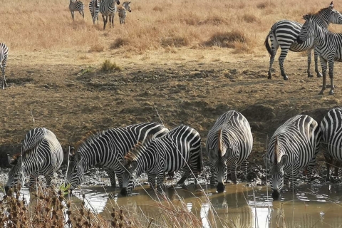 Von Arusha: Tarangire-Nationalpark Ganztagesausflug