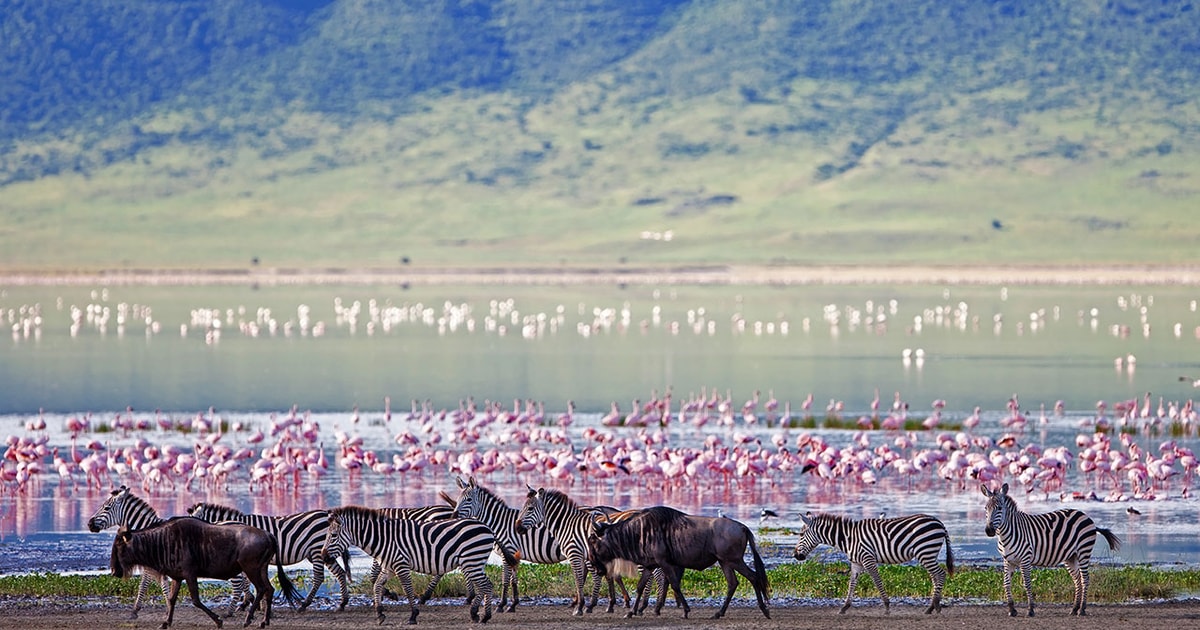 Ngorongoro Krater Ganztagesausflug | GetYourGuide