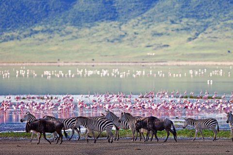 Ngorongoro Crater Full Day TripNgorongoro Day Trip