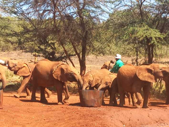 Nairobi: parco nazionale, orfanotrofio per elefanti e centro per le giraffe