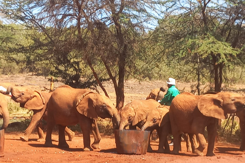 Nairobi: National Park, Elephant Orphanage &amp; Giraffe Center