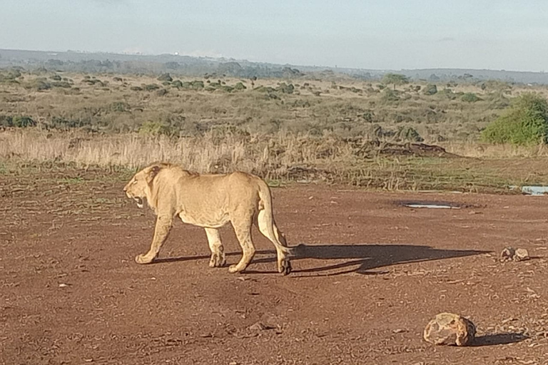 Nairobi: National Park, Elephant Orphanage &amp; Giraffe Center