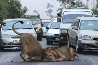 Tagesausflüge und Touren ab Nairobi