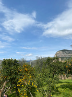 Piano di Sorrento, cours de cuisine avec dégustation de nourriture et vin - Housity