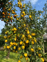 Piano di Sorrento, cours de cuisine avec dégustation de nourriture et vin - Housity