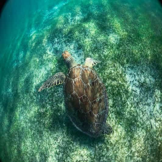 where to see turtles in tulum