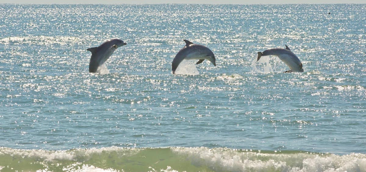 Virginia Beach Excursión en StandUp Paddleboard con delfines