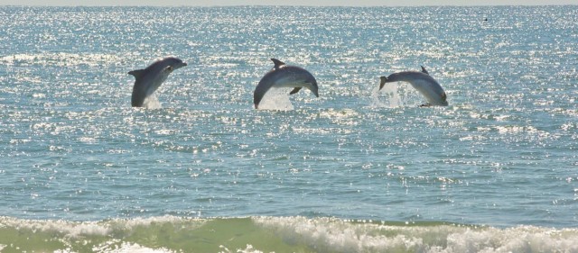 Visit Virginia Beach Dolphin Stand-Up Paddleboard Tour in Virginia Beach, Virginia, USA
