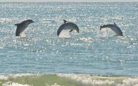 Virginia Beach: Dolphin Stand-Up Paddleboard Tour
