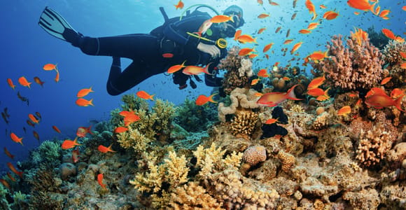 From Pattaya: Snorkeling or Beginner Scuba Diving Tour