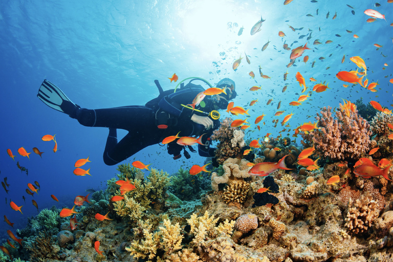 From Pattaya: Snorkeling or Beginner Scuba Diving Tour