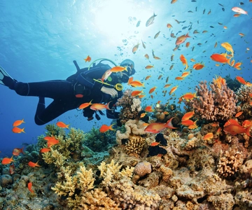From Pattaya: Snorkeling or Beginner Scuba Diving Tour
