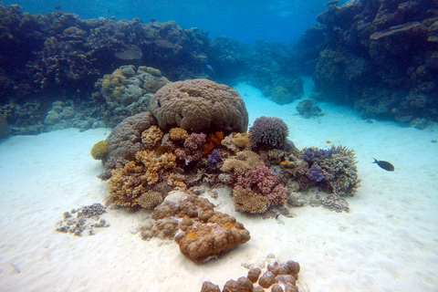 Från Pattaya: Snorkling eller nybörjartur i dykning