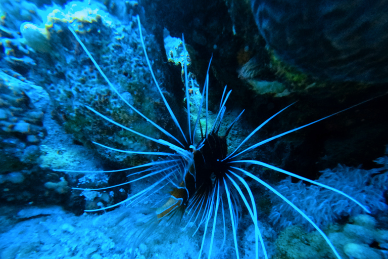 Introduction Dive From Shore