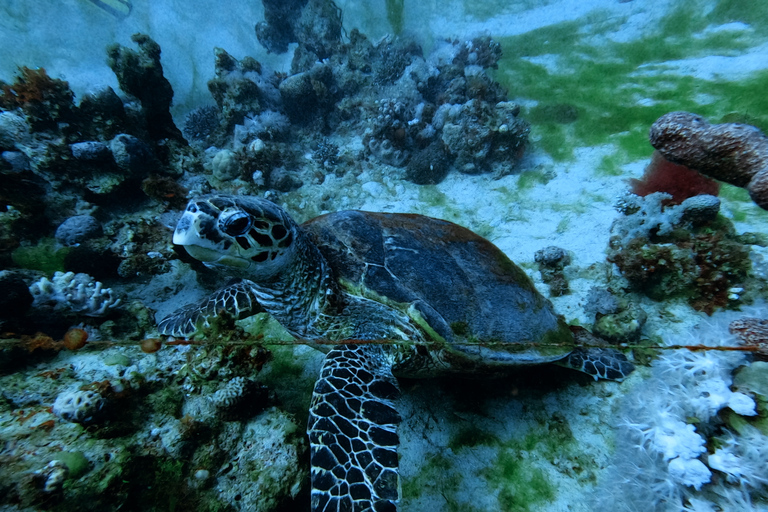 Introduction Dive From Shore