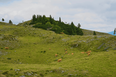From Ljubljana: Velika Planina Tour with Meal & Photos