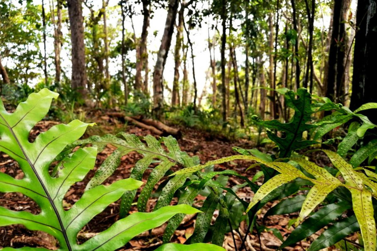 South West Mauritius : Ebony Forest Nature Escape with Lunch Into the Wild South: Ebony Forest Nature Escape with Lunch