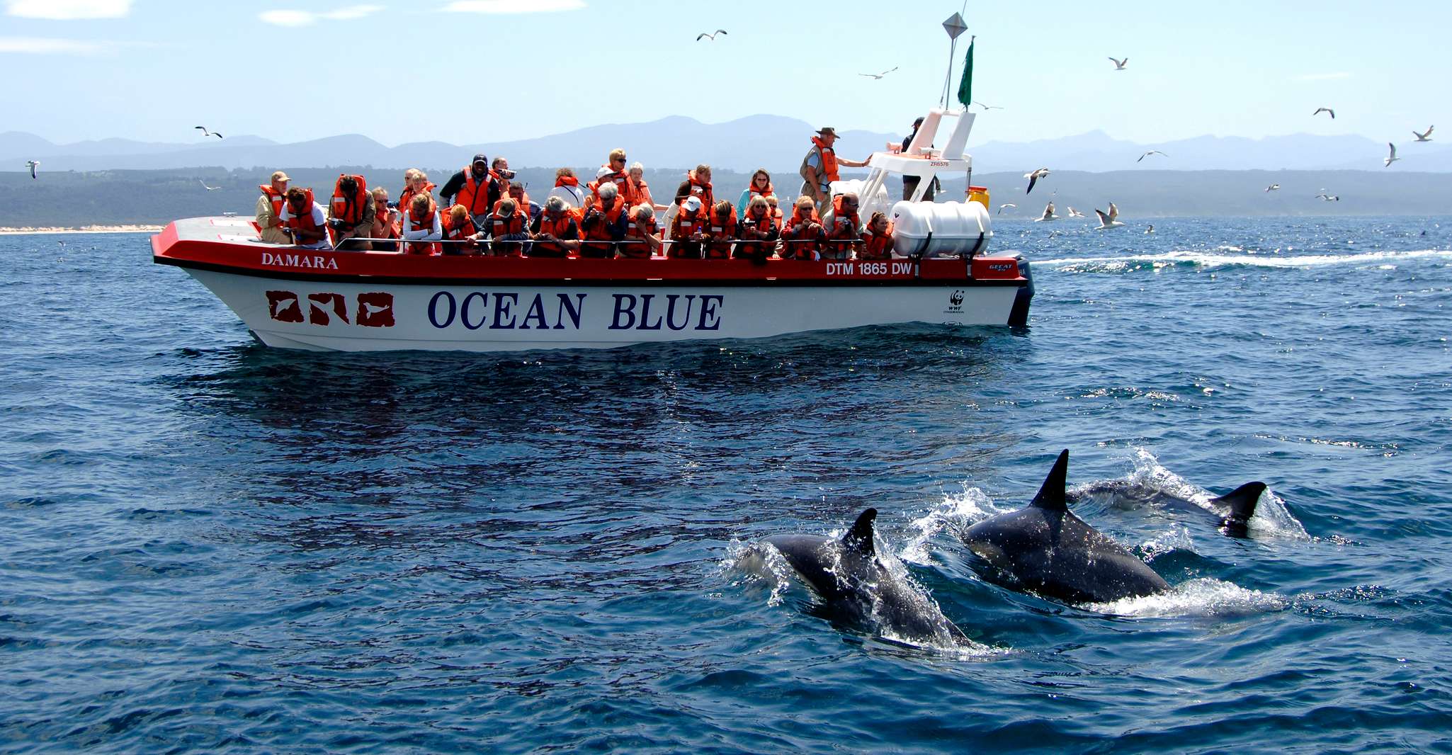 Pettenberg Bay, Dolphin & Marine Tours - Hizvo