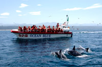 Плеттенбергский залив, Dolphin & Marine Tours - Hizvo