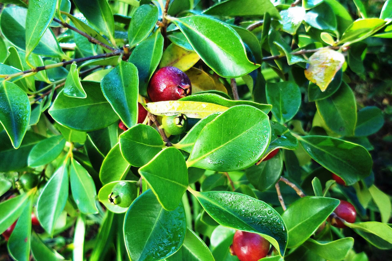 South West Mauritius : Ebony Forest Nature Escape with Lunch Into the Wild South: Ebony Forest Nature Escape with Lunch