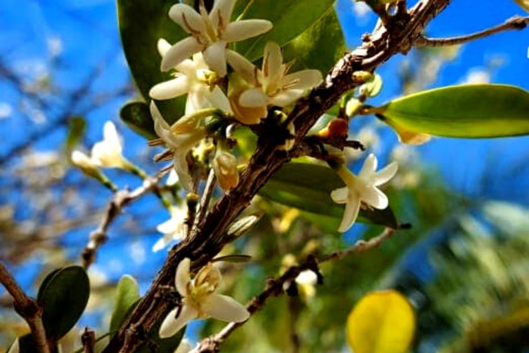 South West Mauritius : Ebony Forest Nature Escape with Lunch Into the Wild South: Ebony Forest Nature Escape with Lunch