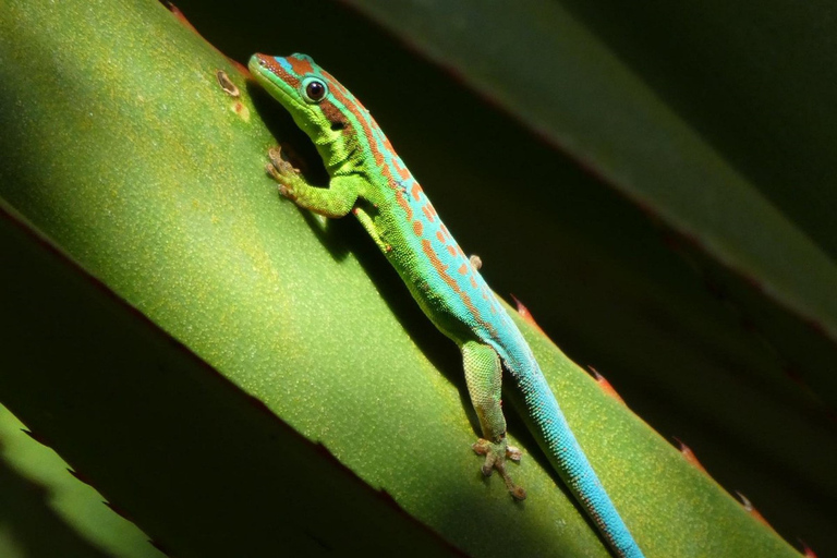 South West Mauritius : Ebony Forest Nature Escape with Lunch Into the Wild South: Ebony Forest Nature Escape with Lunch